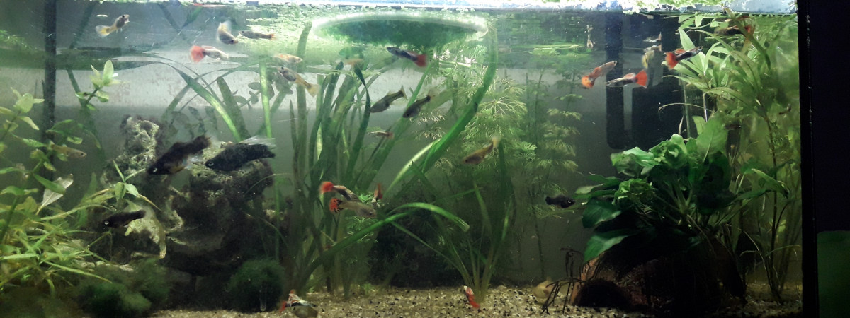 aquarium GuppyLand