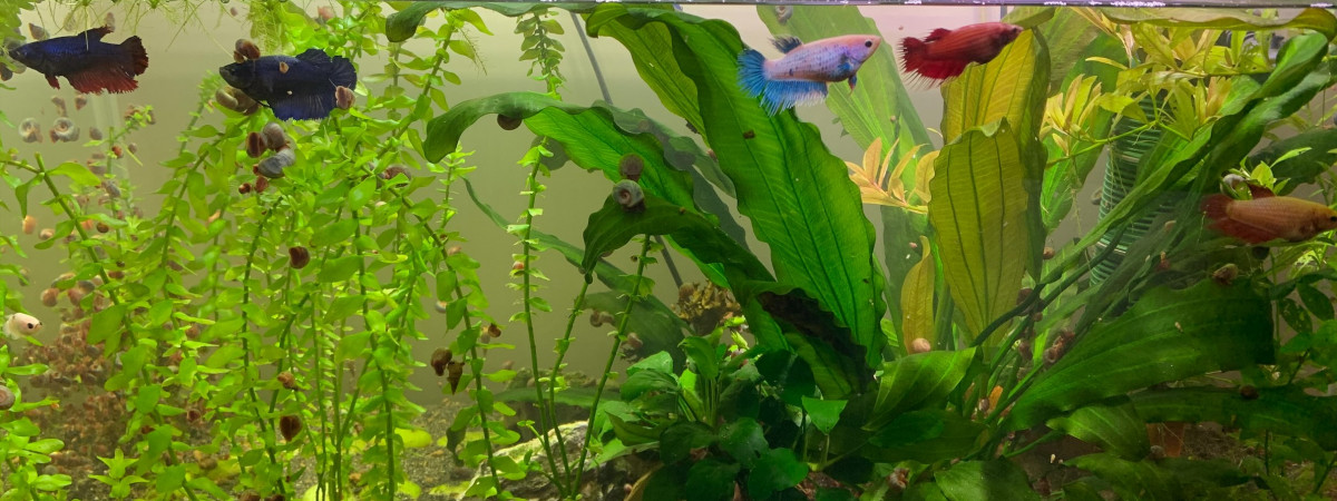 aquarium Aquarium tout inclus  plantes poissons accessoires