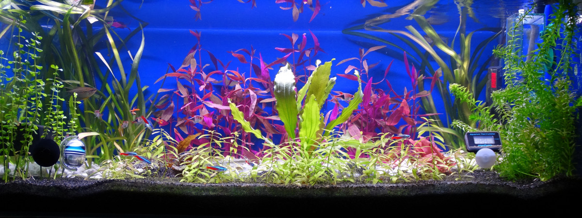 aquarium Aqua 144