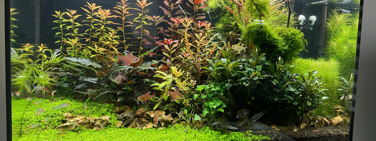 aquarium 125L
