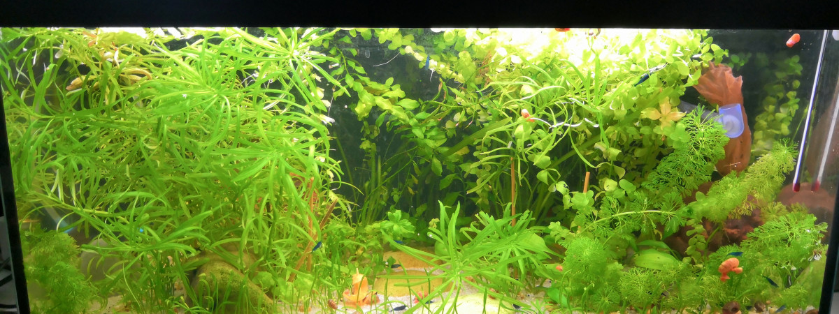 aquarium Ancien Juwel 60L- arrêt octobre 2021