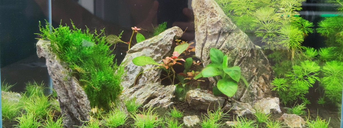 aquarium Rock Place
