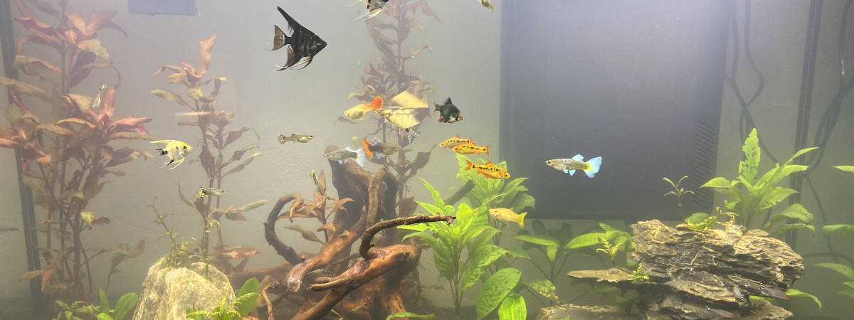 aquarium 250L
