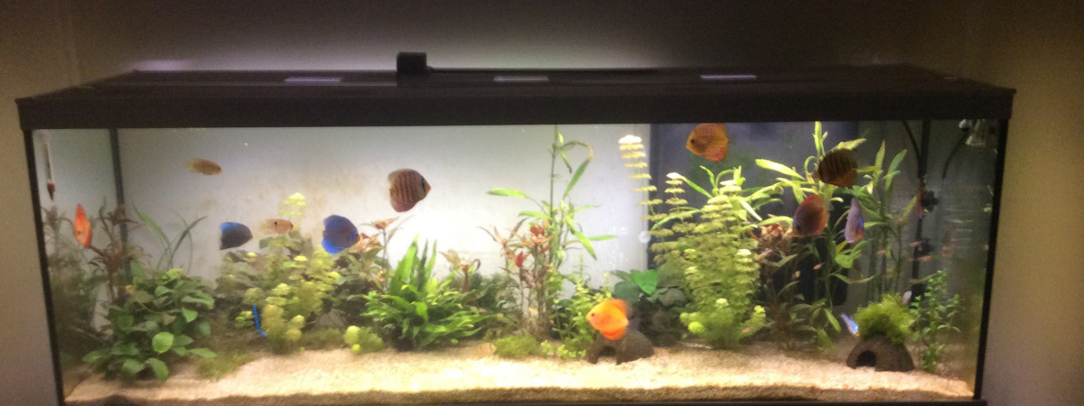 aquarium Amazonien