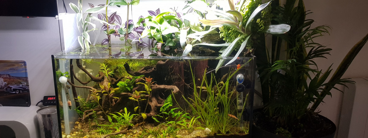 aquarium 50l droit