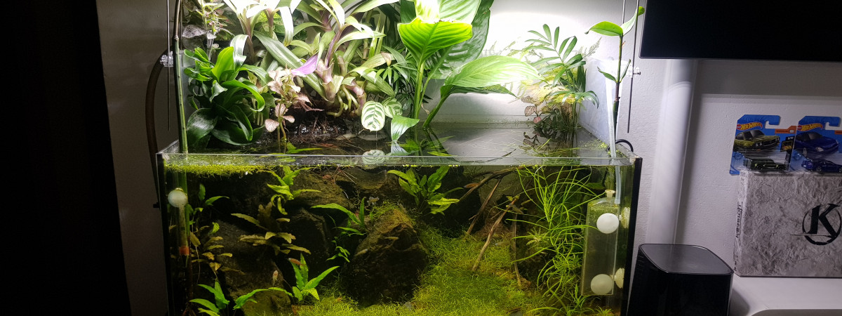 aquarium 50l gauche