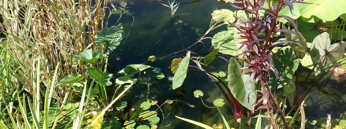 aquarium Bassin koi 15000litres