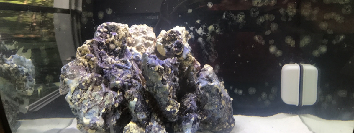aquarium Nemo