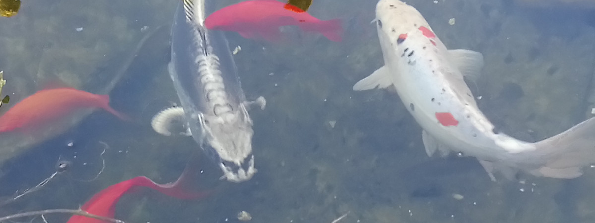 aquarium Bassin 8000 litres koi et poisson rouge