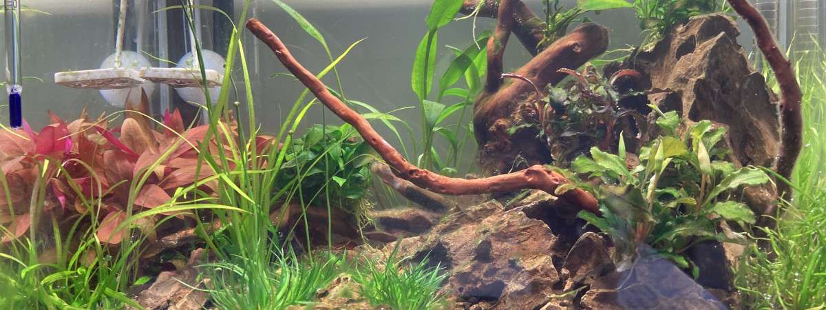 aquarium Cams tank