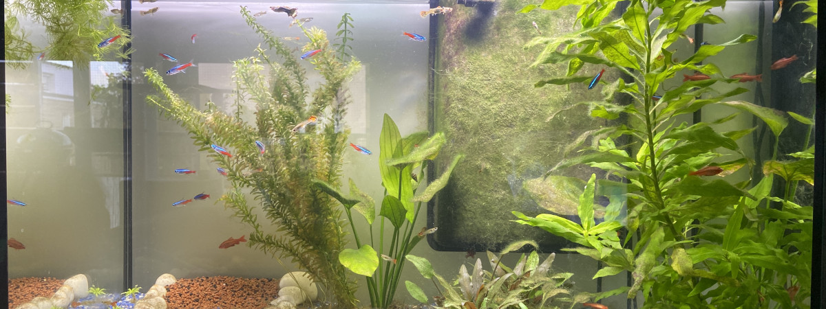 aquarium AquaFish