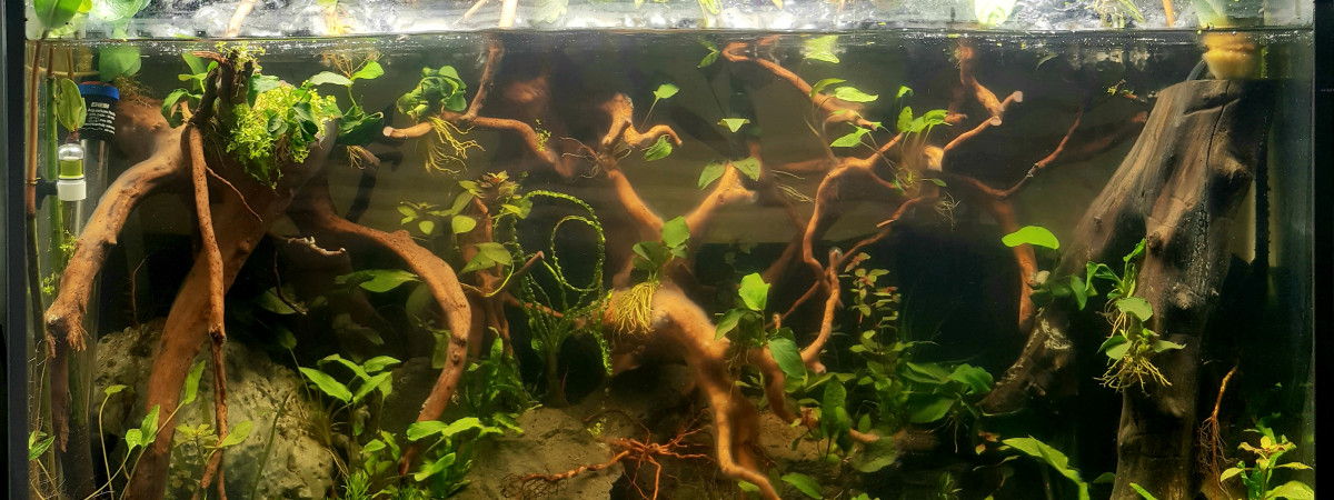 aquarium 200l mangrove palu