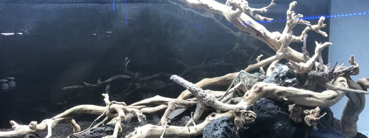 aquarium pas encore déterminé