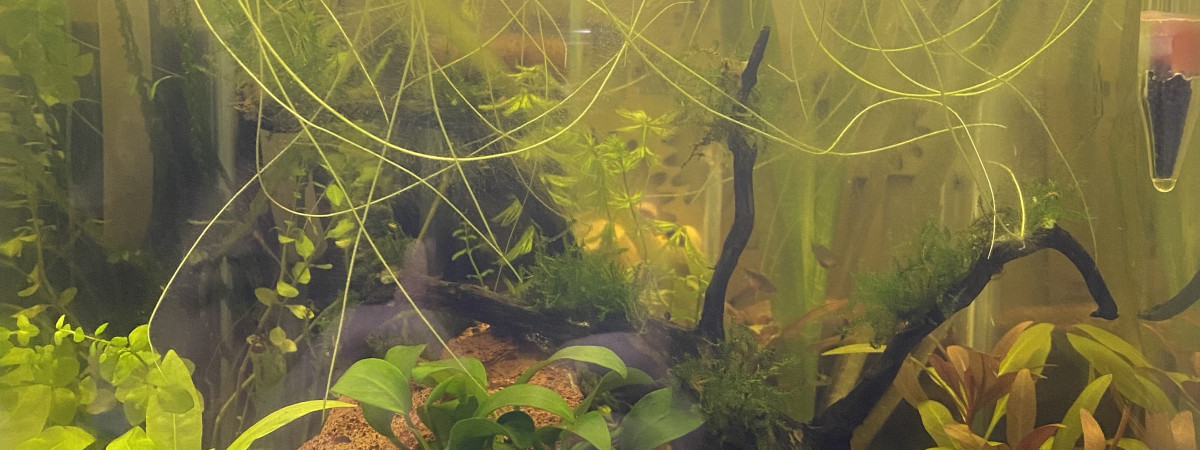 aquarium Aqua