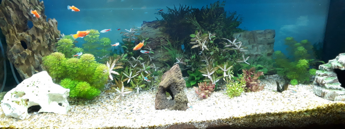 aquarium Amazonien