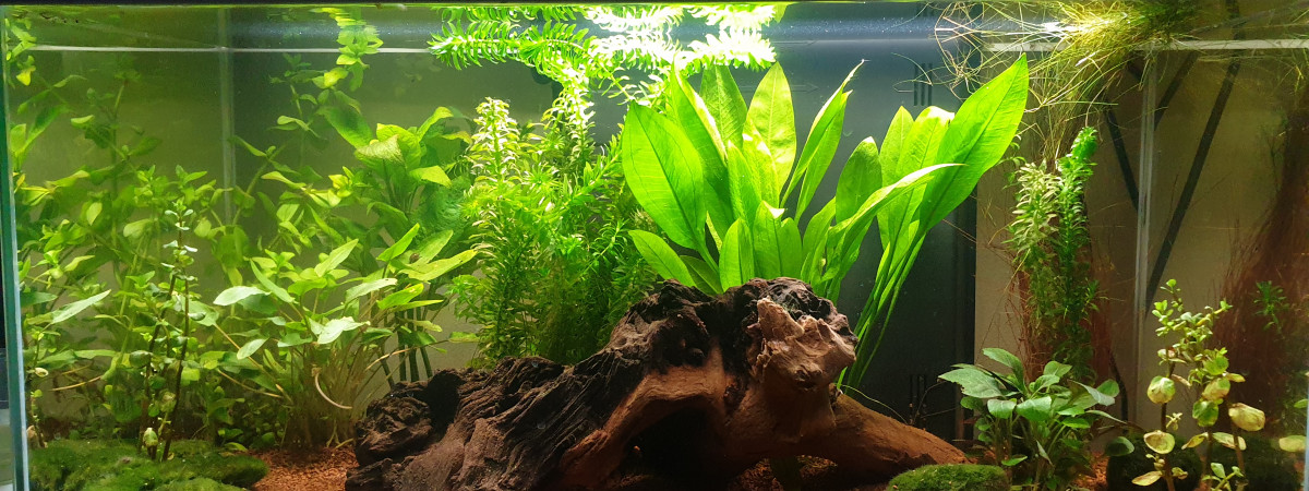 aquarium Aquarium eau douce