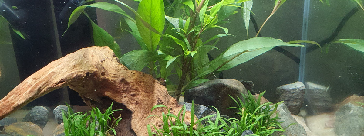 aquarium Nano cube Betta