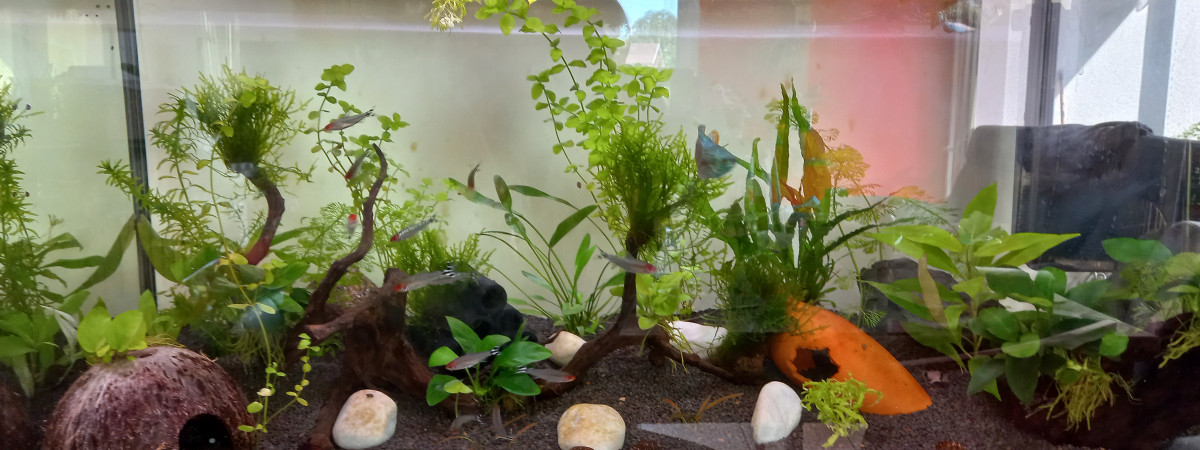 aquarium 100l