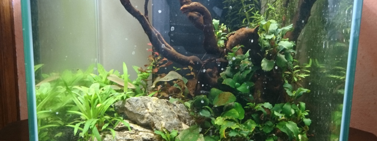 aquarium 30L du beau-papa