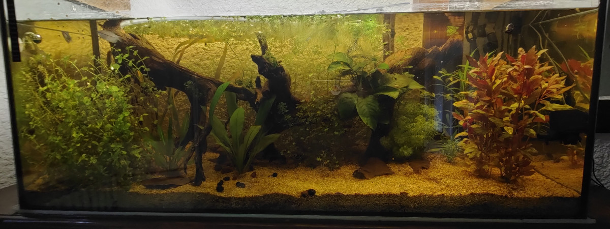 aquarium 240L biotope asiatique