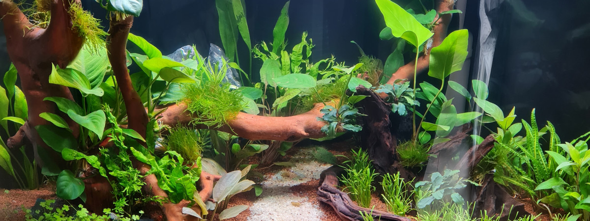aquarium Australo
