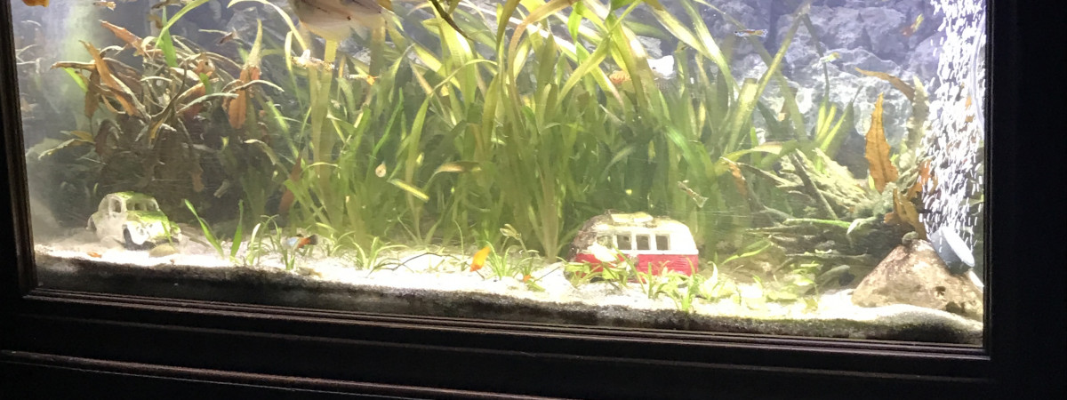 aquarium Guppyland