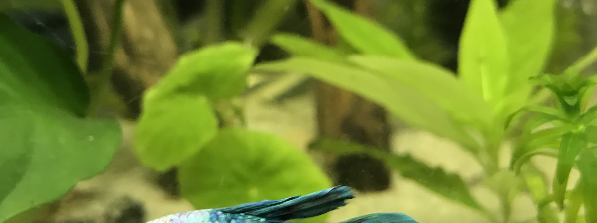 aquarium Bettaland
