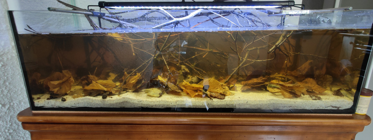aquarium 150L Biotope Betta
