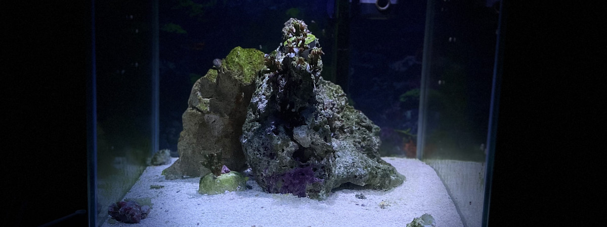 aquarium Recifal