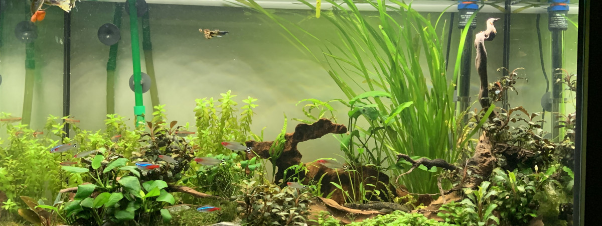 aquarium Aquarium 120l eheim