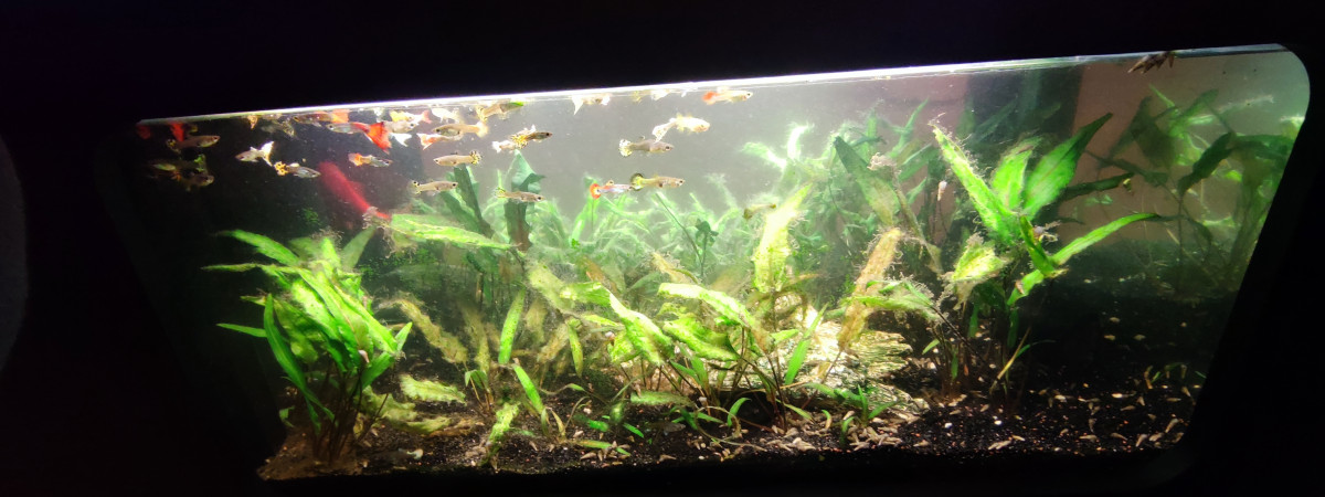 aquarium Aquatable