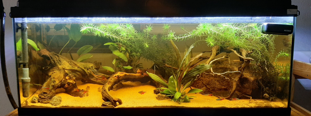 aquarium 120l Amazonien