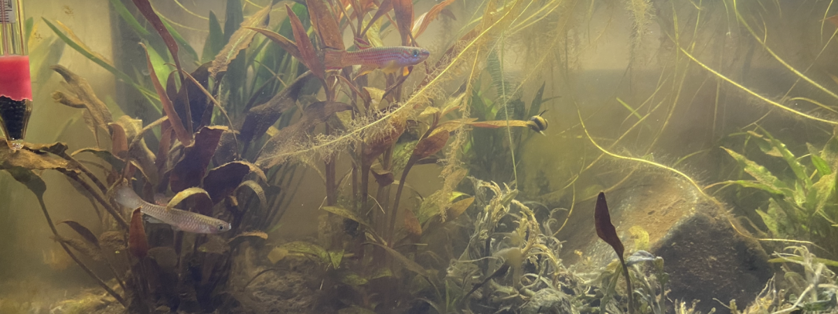 aquarium Killies