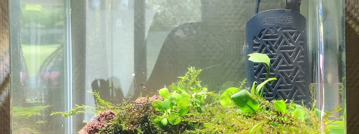 aquarium Nano crevettes