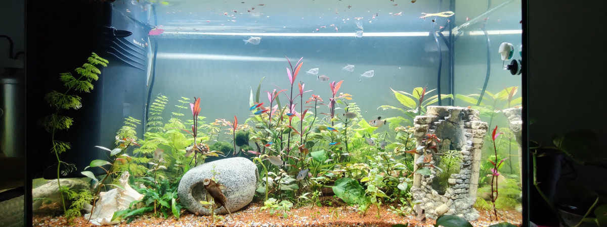 aquarium 120 L Sud américain