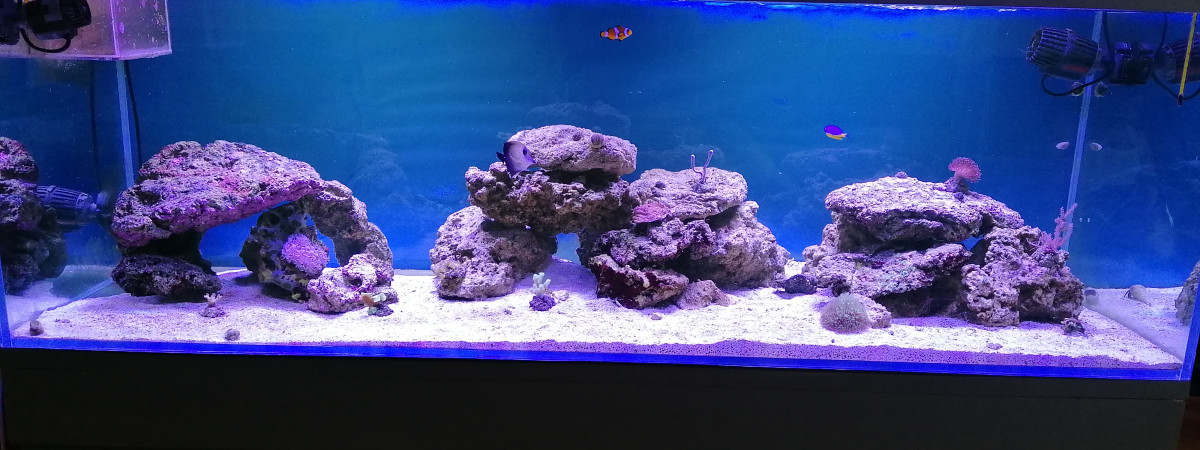 aquarium Nemo