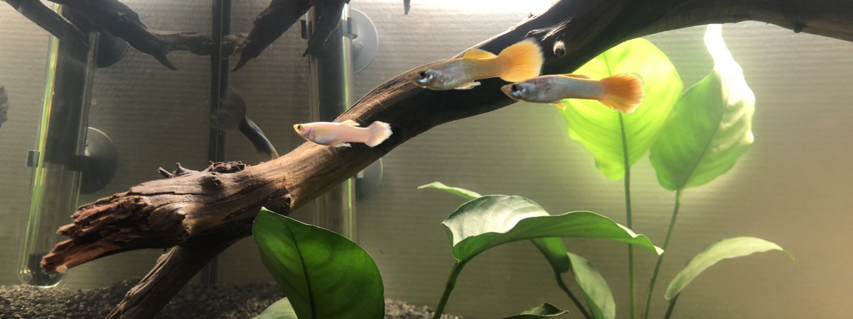 aquarium Grand line