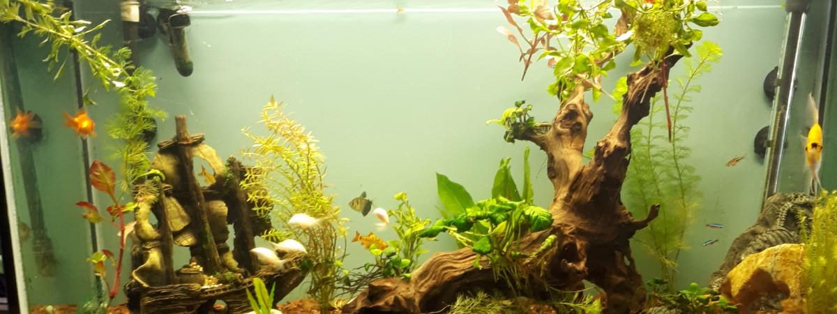 aquarium Angker
