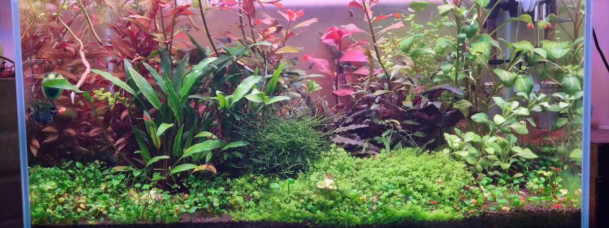 aquarium Aquarium salon 64l