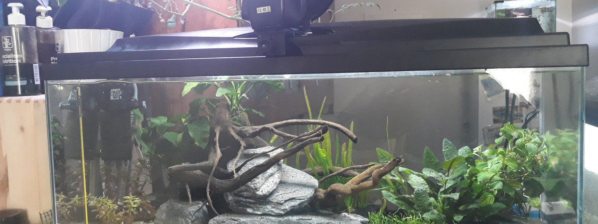 aquarium Entre Asie et Amérique