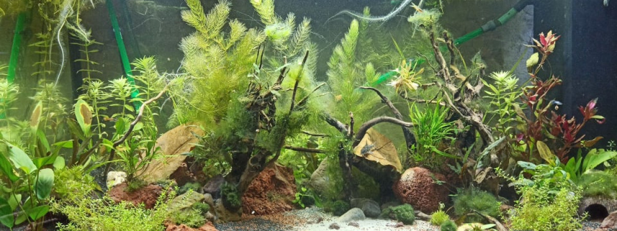 aquarium 350L