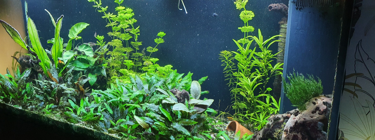 aquarium Juwel Rio 400