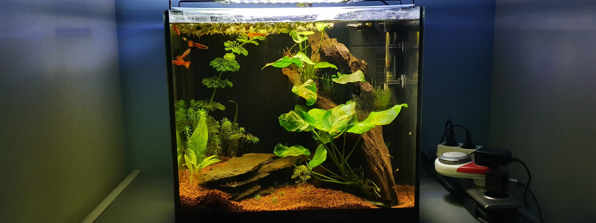aquarium Aquarium recup custom