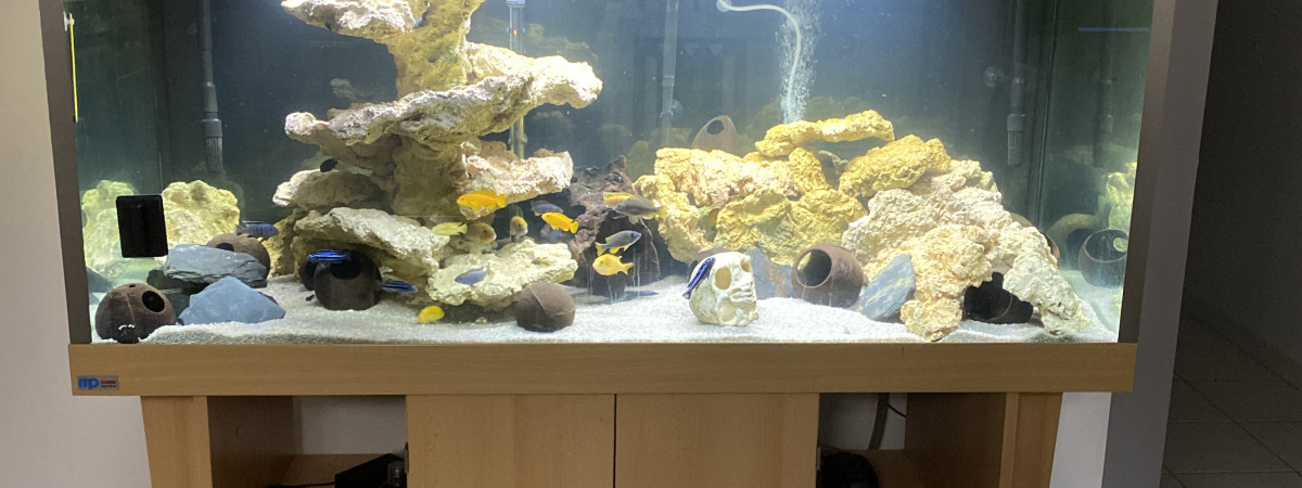 aquarium Malawi