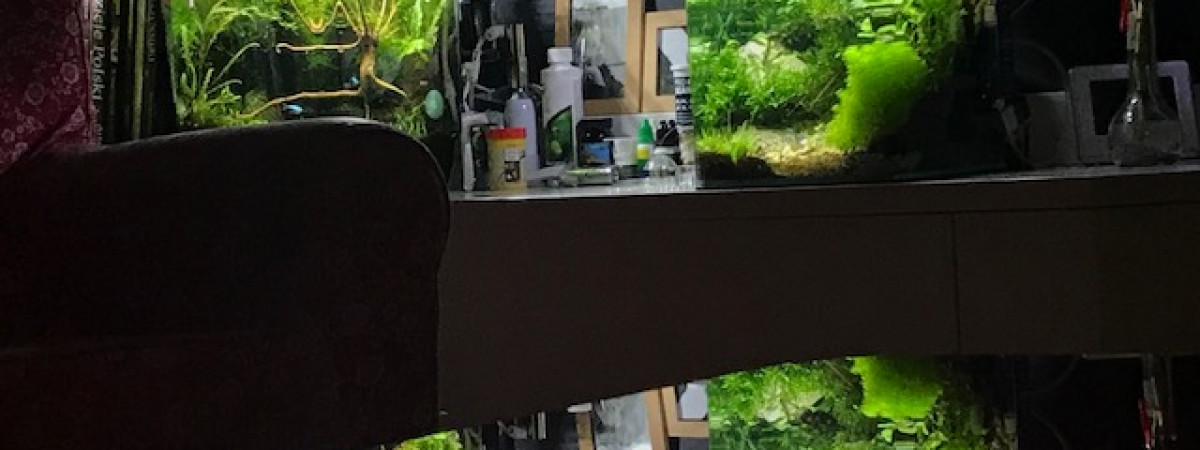aquarium crevettes