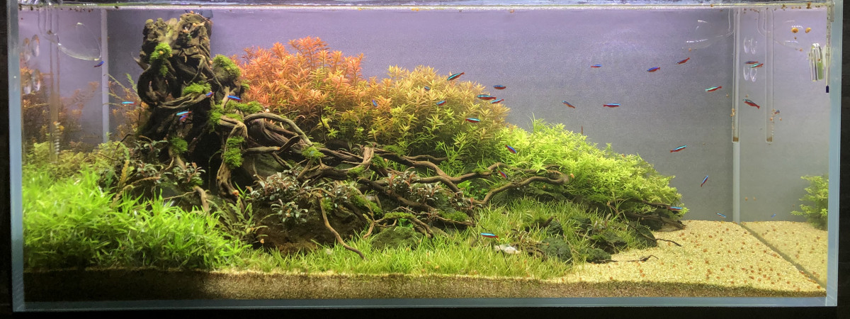 aquarium Rotalaland
