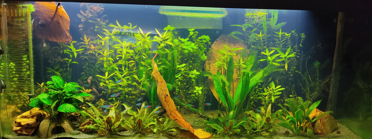 aquarium Biotope Amazonie