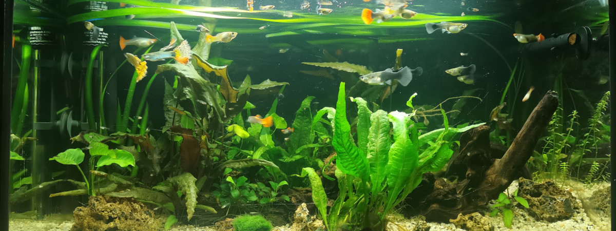 aquarium Pacific 54