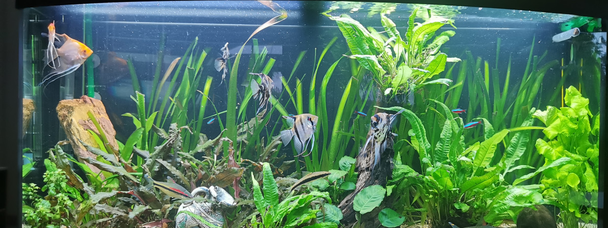 aquarium Juwel Vision 260