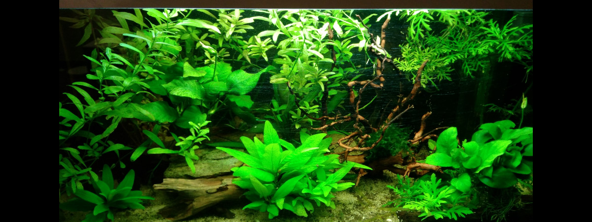 aquarium Comamasonien